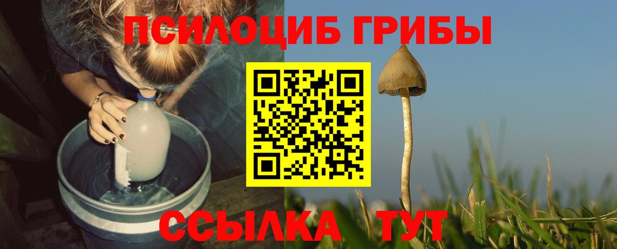 Галлюциногенные грибы Psilocybe Бор